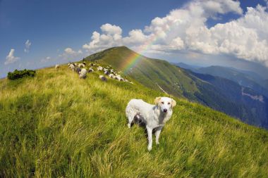 Dog and sheep on a mountain pasture clipart