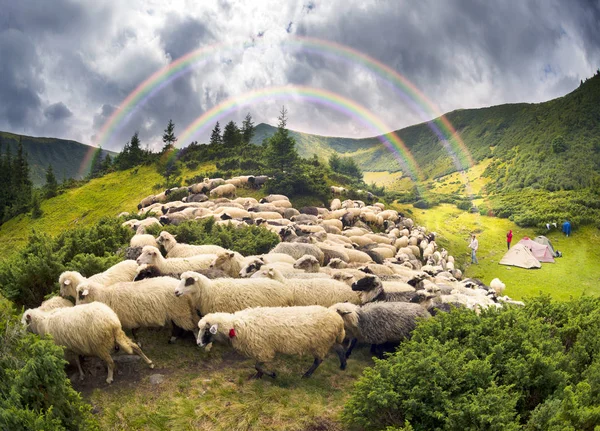 Pastýře a ovce v Karpatech — Stock fotografie