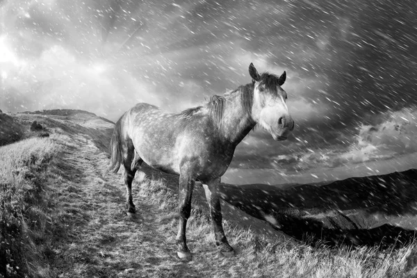 Кінь у сніговій бурі — стокове фото