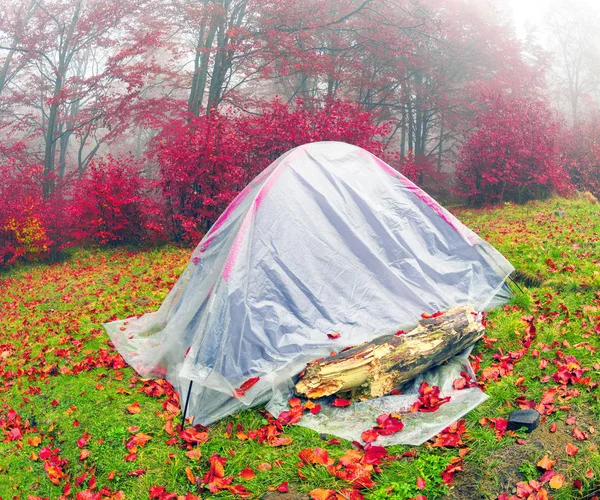 Tenda repleta de folhas amarelas — Fotografia de Stock