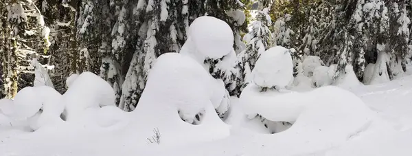 Ucrania Cárpatos bosque nevado — Foto de Stock