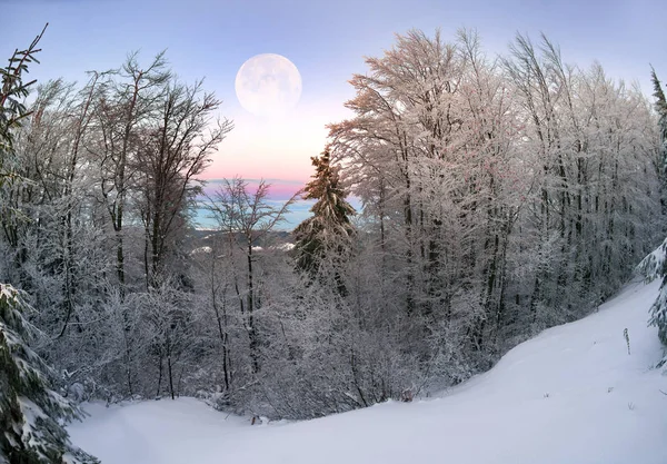 Sorgere della luna in una foresta ghiacciata — Foto Stock