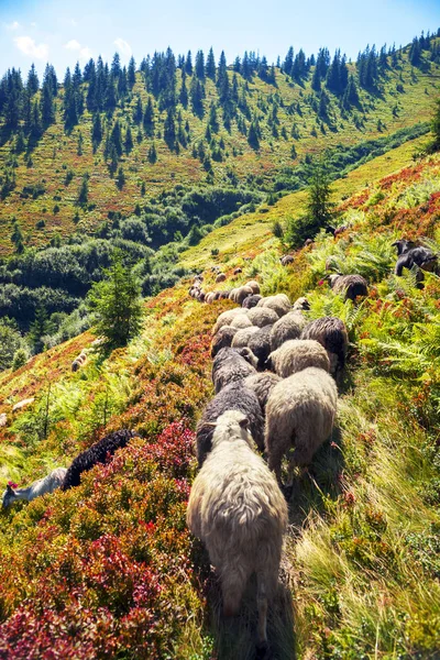 Ovejas en un pasto de montaña —  Fotos de Stock