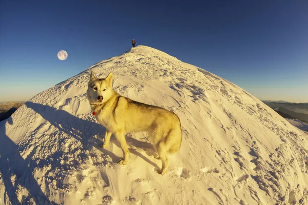 Альпинист с собакой зимой в Карпатах — стоковое фото