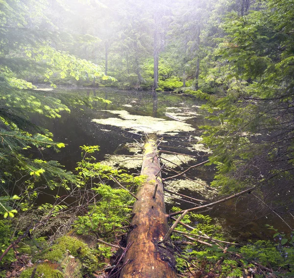 Lac de montagne dans la taïga sauvage — Photo