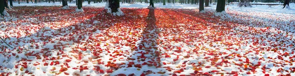 Prairie aux feuilles tombées — Photo