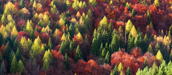 Gouden en paarse November bos — Stockfoto