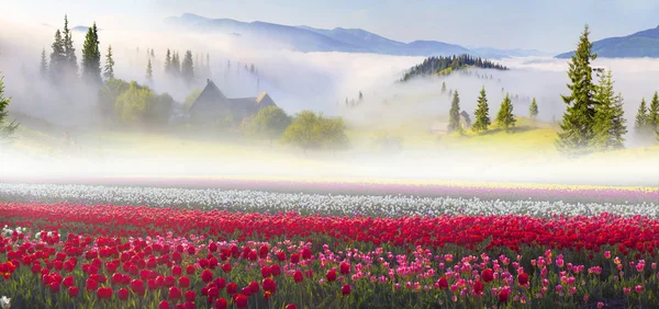 Gebied van tulpen in de Karpaten — Stockfoto