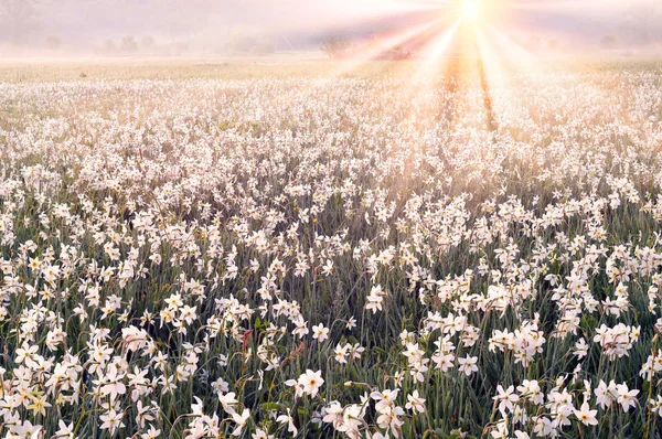 Campo de Daffodils ao amanhecer — Fotografia de Stock