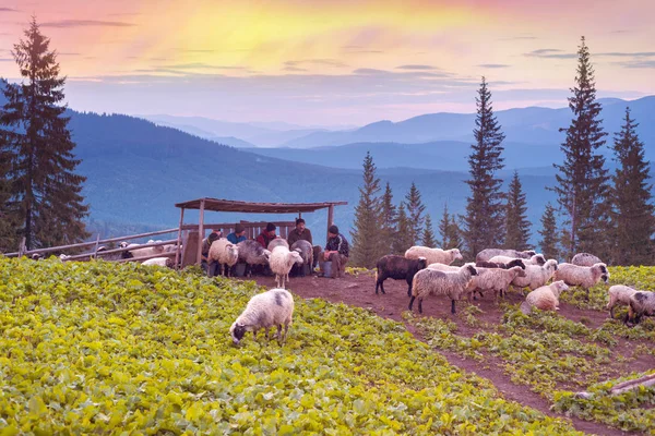 Shepherds and sheep in Carpathians — Stock Photo, Image