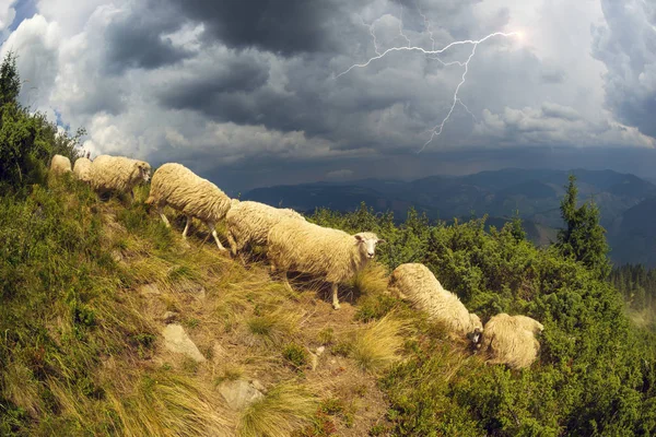 Πρόβατα σε ορεινό βοσκότοπο — Φωτογραφία Αρχείου