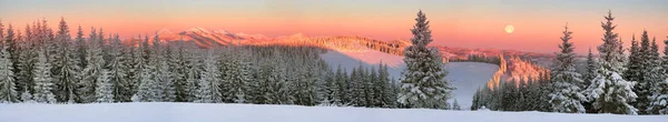 Oekraïens Karpaten besneeuwde bos — Stockfoto