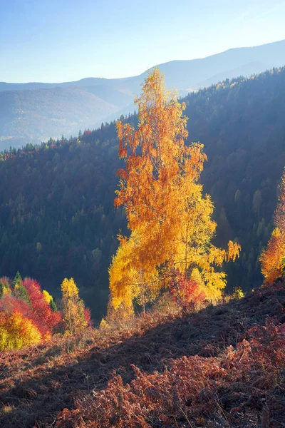 Φθινόπωρο Pokutsko-Μπουκοβίνα, Καρπάθια — Φωτογραφία Αρχείου