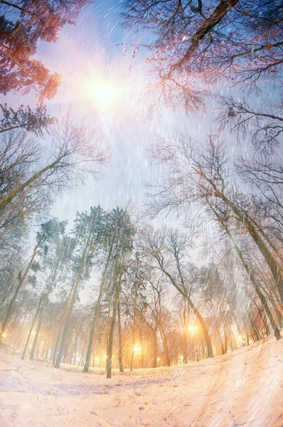 Parque nocturno en Kiev — Foto de Stock