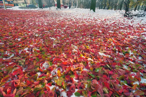 Meadow with fallen leaves — Stock Photo, Image