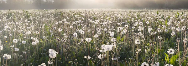 Dandelions field at sunrise — Stock Photo, Image