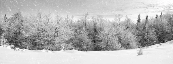 Iced skog i Karpaterna — Stockfoto