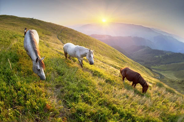 Caballos en las montañas soleadas — Foto de Stock