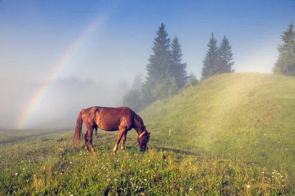 En häst skrubbsår i dimman i Karpaterna — Stockfoto