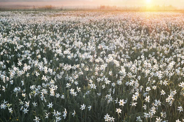 Campo de Daffodils ao amanhecer — Fotografia de Stock