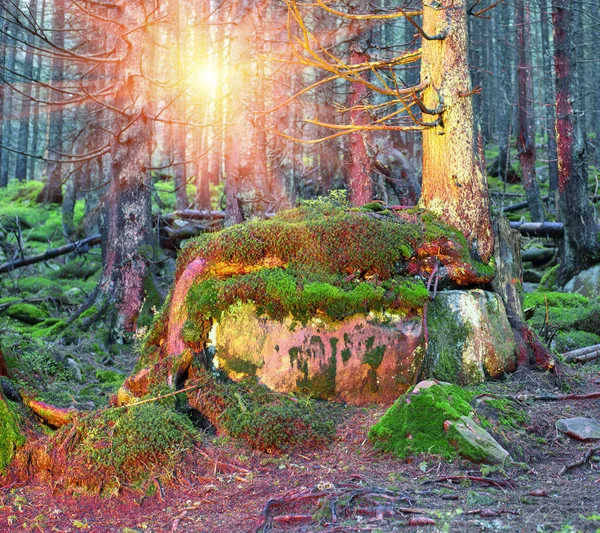 El bosque salvaje misterioso — Foto de Stock