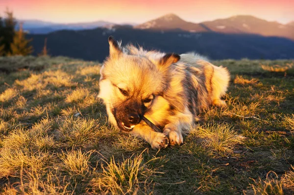 Der Hund in den sonnigen Bergen — Stockfoto