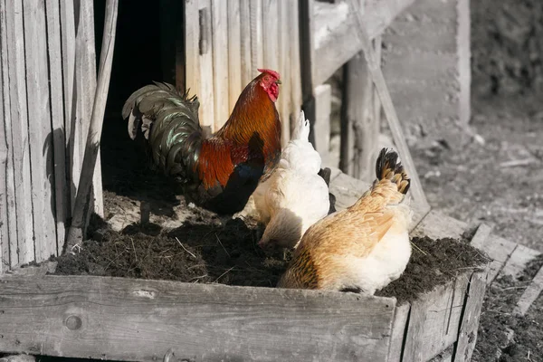 Galo - um símbolo do Ano Novo — Fotografia de Stock