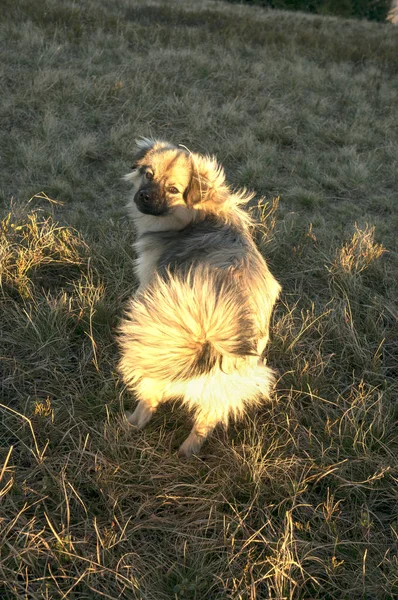 Собака в солнечных горах — стоковое фото