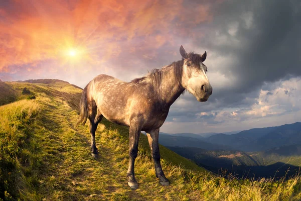 Cavallo sulla cima della montagna — Foto Stock