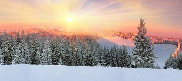 ウクライナのカルパチア山脈の雪に覆われた森 — ストック写真