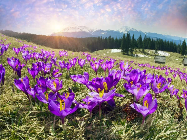 Krokusar fältet under våren — Stockfoto