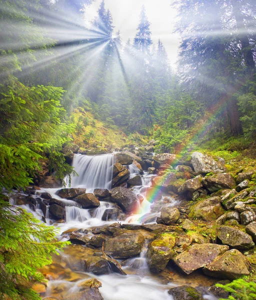 普鲁特河在野生森林 — 图库照片