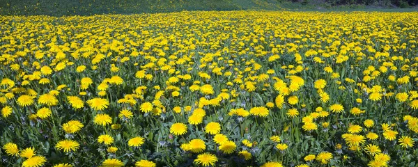 芝生の上のタンポポのフィールド — ストック写真