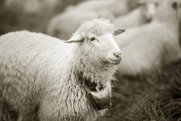 Foto en blanco y negro de ovejas — Foto de Stock
