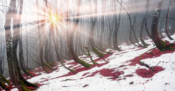 Neve descongelada sob faias árvores — Fotografia de Stock