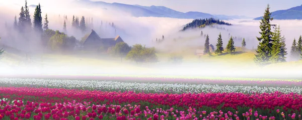 Gebied van tulpen in de Karpaten — Stockfoto