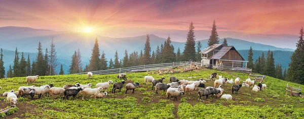 Hirten und Schafkarpaten — Stockfoto