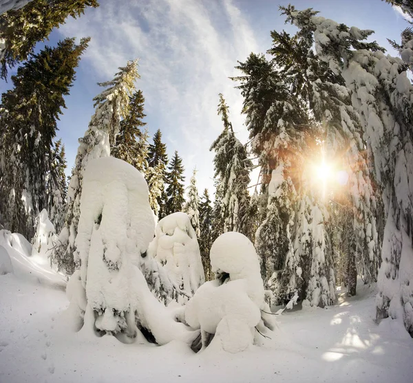 Ucrania Cárpatos bosque nevado —  Fotos de Stock