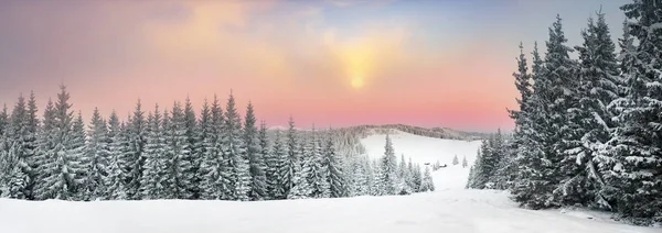 Ukrainska Karpaterna snöiga skogen — Stockfoto