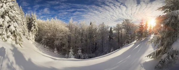 Iced skog i Karpaterna — Stockfoto