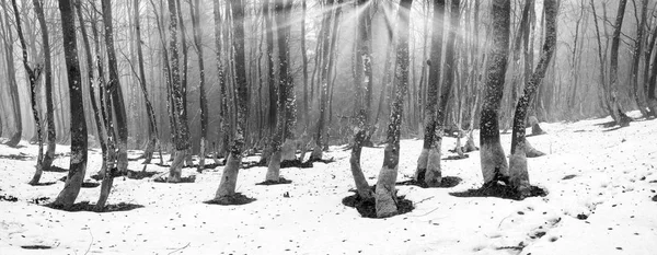 Сніг тане під буковими деревами — стокове фото