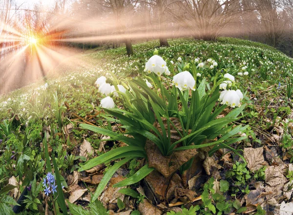 Sunrise in the forest with snowdrops — Stock Photo, Image