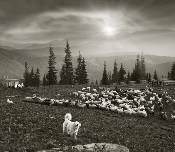 Foto en blanco y negro de ovejas —  Fotos de Stock