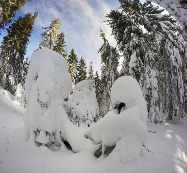 Ucrania Cárpatos bosque nevado —  Fotos de Stock