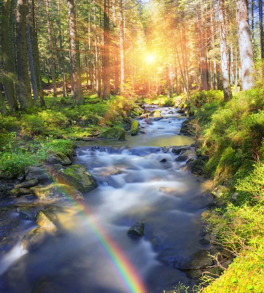 Rivier de Proet in het wilde bos — Stockfoto