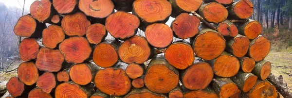 Picturesque composition of firewood — Stock Photo, Image