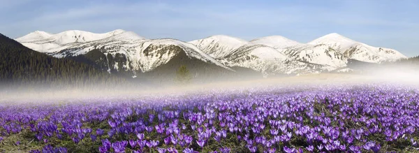 Campo dei crochi in primavera — Foto Stock