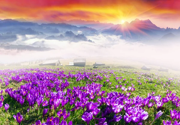 Amanecer brumoso en las montañas Cárpatos —  Fotos de Stock