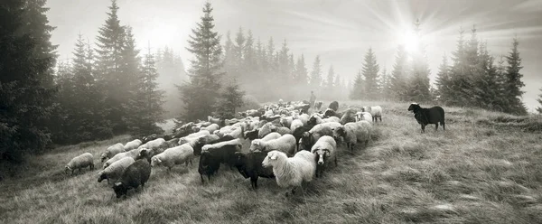 Espíritu de la antigüedad con ovejas en las montañas — Foto de Stock