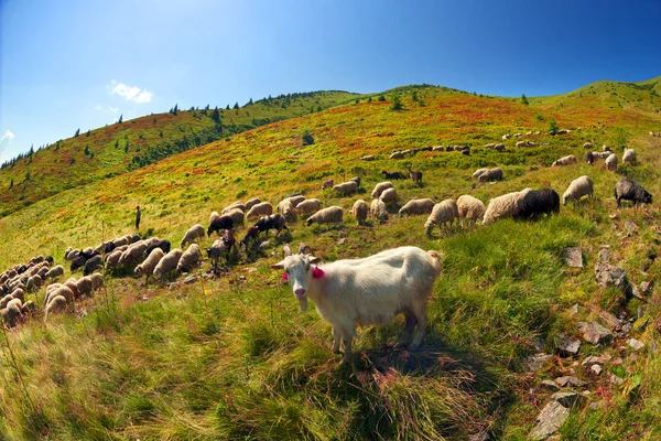 Ovejas en un pasto de montaña —  Fotos de Stock